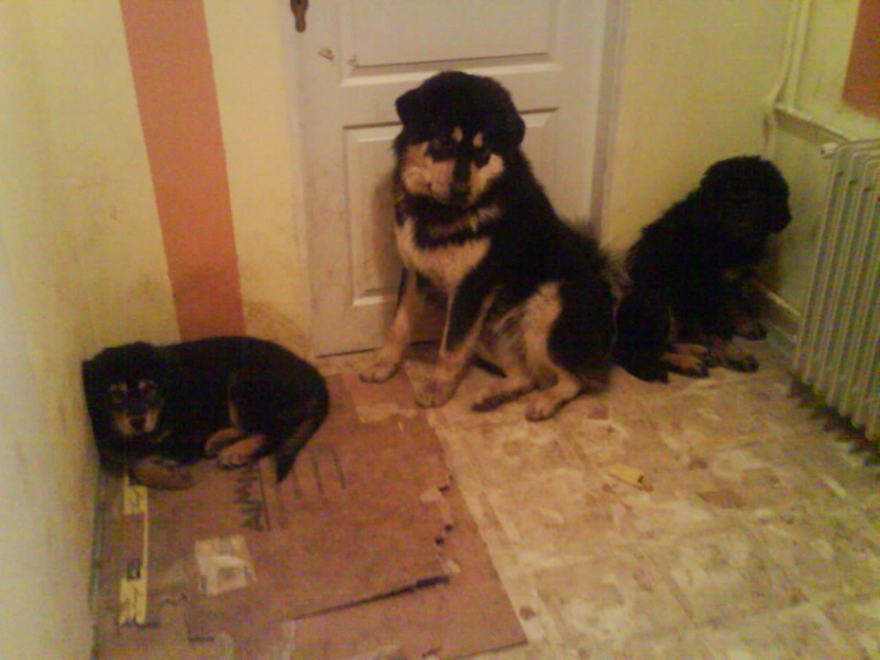 Bax a holky.